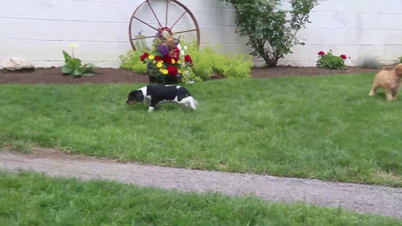 Cavalier Mix Puppies For Sale YouTube