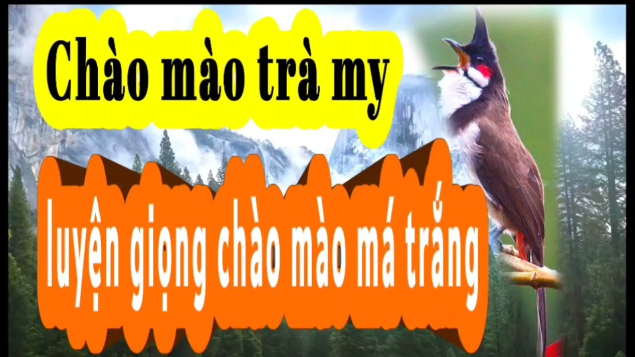 #chaomaotramy   Chào mào trà my hót | chào mào trà mi quảng nam