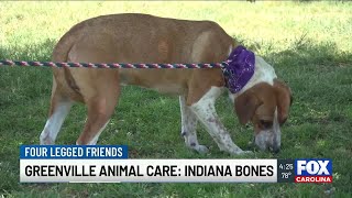 Four Legged Friends: Indiana Bones