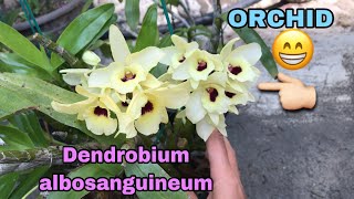 Anggrek dendrobium berbunga indah | orchid 난초आर्किड