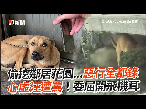 搗蛋汪偷挖鄰居花圃！被罵還「開飛機耳」裝委屈🥺｜寵物動物｜狗狗｜米克斯