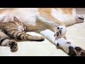 柴犬のお腹に頭を乗せたら秒で寝る猫が可愛い♡Kitten sleeping immediately under Shiba Inu