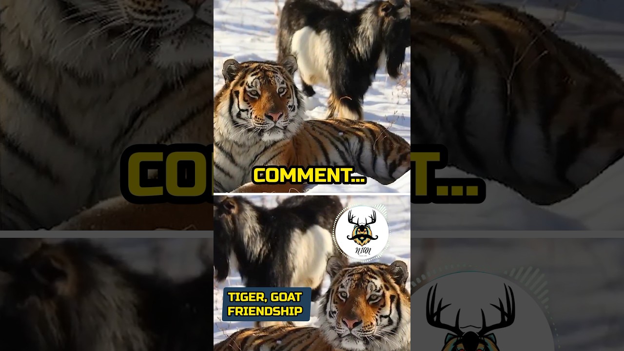 Tiger Goat Friendship 🥰🥰