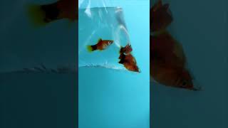 Releasing platy fish in mini pond setup #fish #platy #mollyfish #shorts #guppy #bettafish  #video
