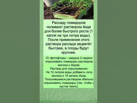 Рассада зацветёт быстрее, а плоды будут крупнее #рассадапомидор # ...