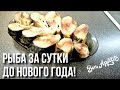 ПОСОЛ СКУМБРИИ ЗА СУТКИ ДО НОВОГО ГОДА