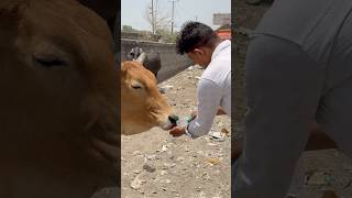इनकी बात कोई नहीं समझ पता है 🙏#humanity #respect #tending #help #youtube #shortvideo