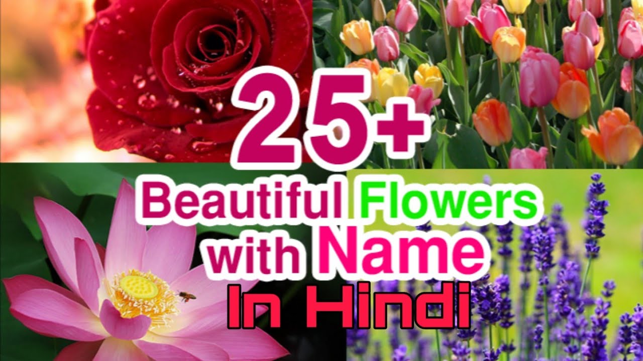 FLOWERS NAME WITH HINDI - YouTube