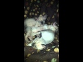 Minskin kittens 5 weeks old の動画、YouTube動画。
