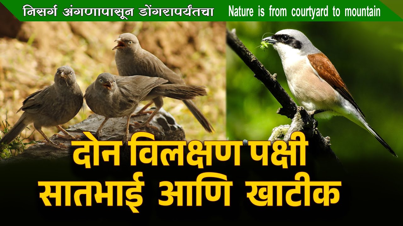 दोन विलक्षण पक्षी सातभाई आणि खाटीक | Babbler | Shrike
