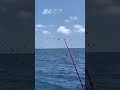 День тунца. Уникальное зрелище!