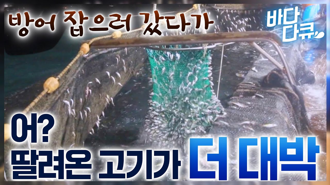 어제 친 그물 올려보니 고기가 다닥다닥../ 작업자들 휘청거리게 할 대박 터졌다! 이게 다 얼마야? /극한직업 / 