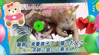 貓爸來看孩子了❗父猫が子猫に会いに来ました❗The cat dad is here to see the baby❗#台湾#cat#猫#小貓#taiwan#cutecat#family#子猫#家族