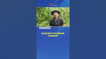 Hiệu quả kinh tế từ cây hồng giòn tại Phiêng Cằm