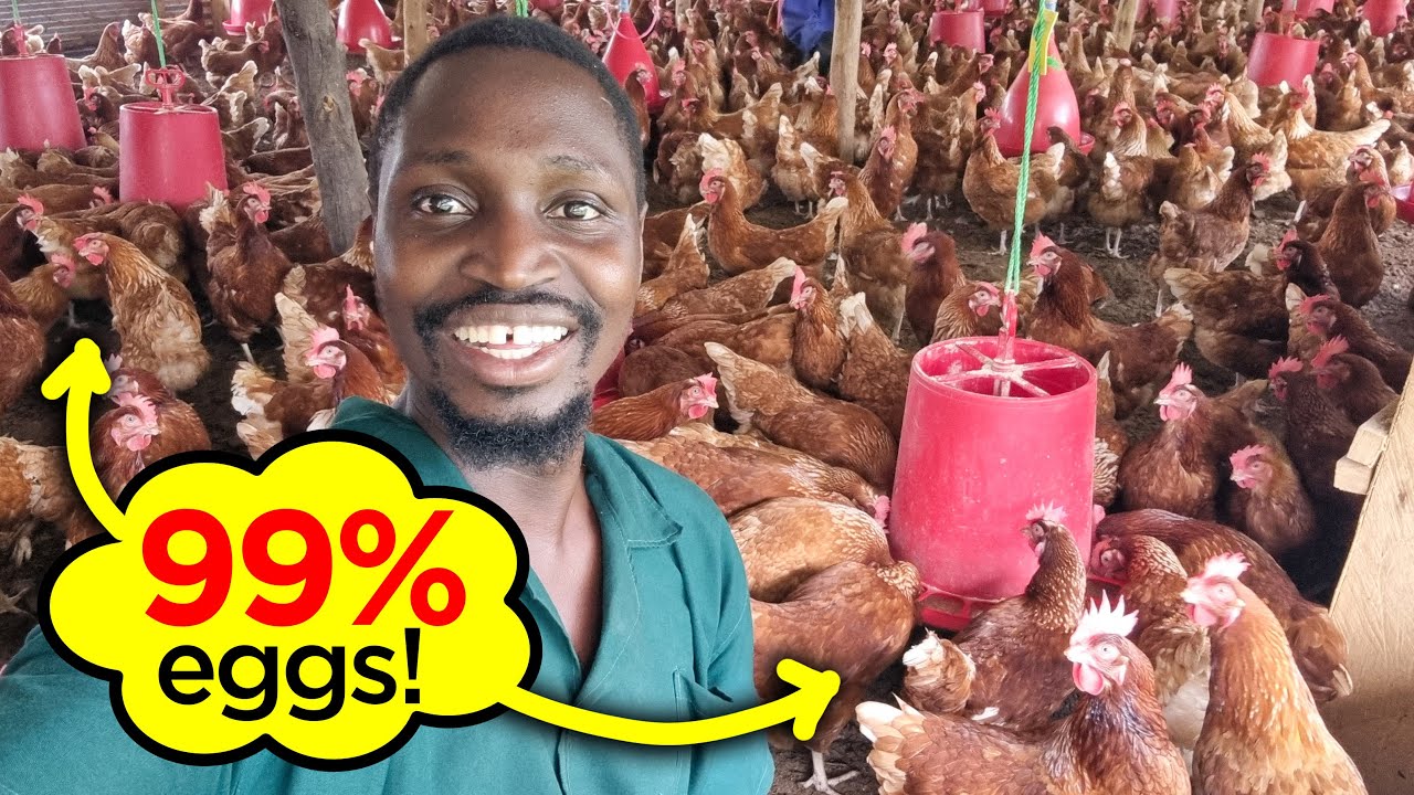 Как мне удалось добиться яйценоскости кур на 99%
