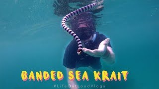 Hank Schyma Close Encounter with Sea Snake  - Thailand / Myanmar Snorkelling