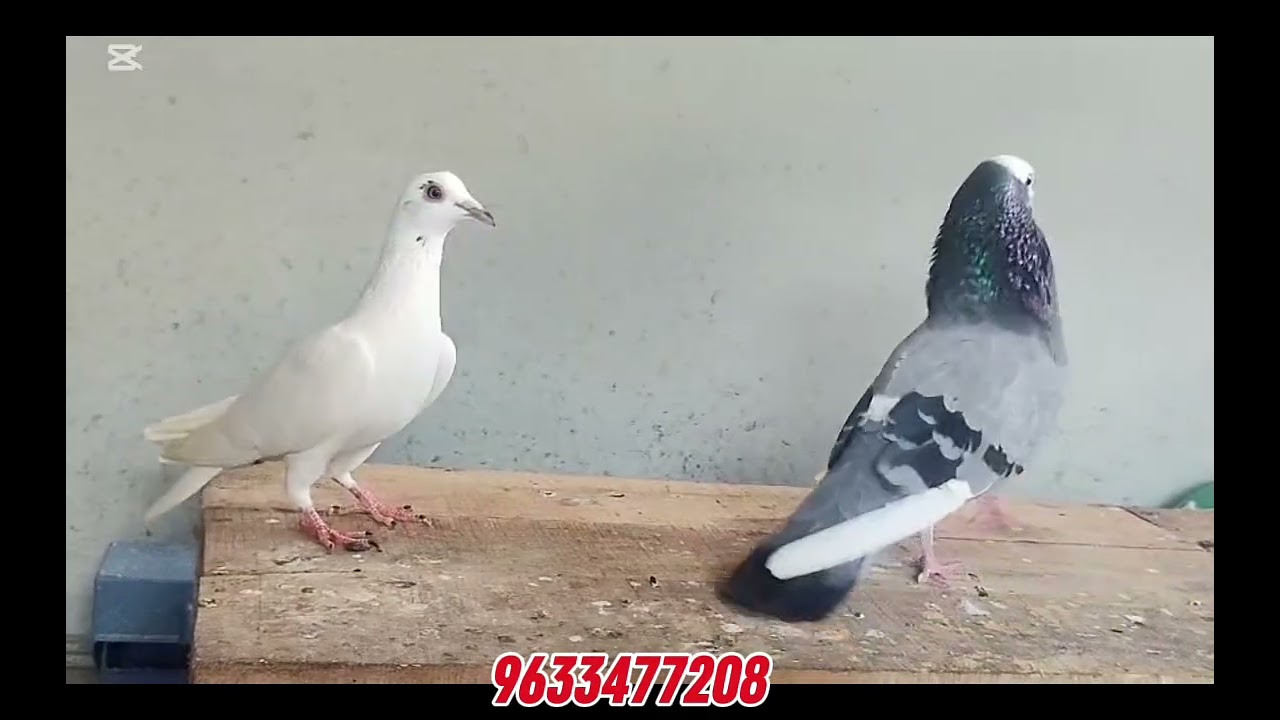 unlimited resulted പറവ പ്രാവുകൾ വില്പനക്ക്