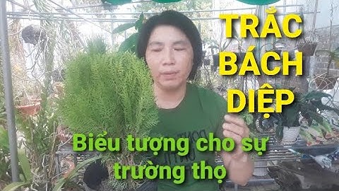 Trắc Bách Diệp/ Cây thuộc bài- loài cây biểu tượng cho sự trường thọ.