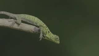 A Green Crested Lizard loses its balance!