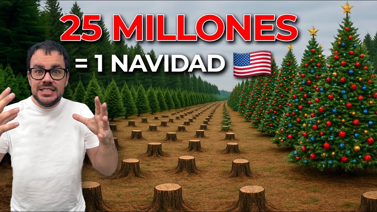 La locura de los árboles de Navidad naturales en USA: granjas, corte y replantado
