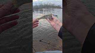 Судачишка на джиг. Маленький судак рвет спиннинг #fishing #рыбалканафидер #рыбалка #ловлярыбы