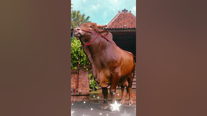 7 sapi legend irfan hakim yang masih di kenang hingga sekarang #shorts #artis  #sapi #cow #irfan