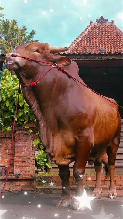 7 sapi legend irfan hakim yang masih di kenang hingga sekarang #shorts #artis  #sapi #cow #irfan