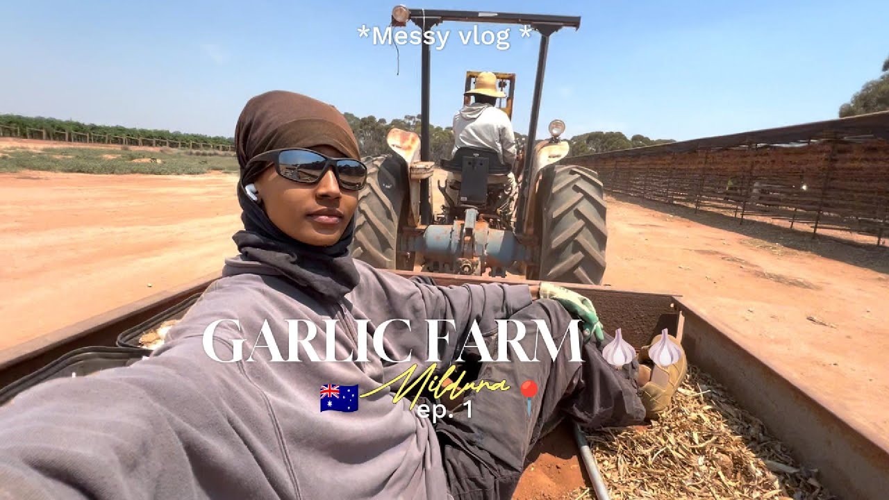PVT AUSTRALIE : FERME D'AIL MESSY VLOG #pvtaustralie #88days #garlicfarm  #backpacker #australie