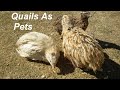 My 3 Quails -  Quails As Pets