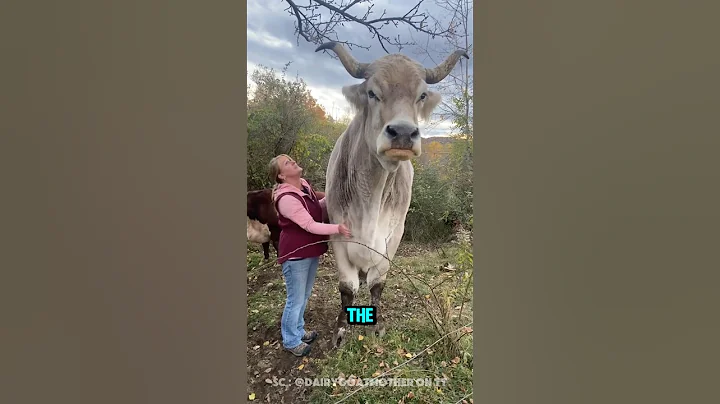 The Giant Bull That Entered the World Record Book ‼️