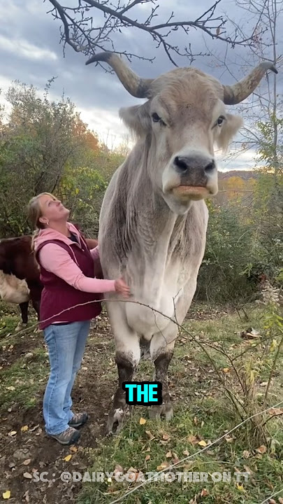 The Giant Bull That Entered the World Record Book ‼️