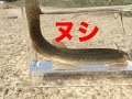 用水路のヌシ 巨大ドジョウを釣る！！ Big weather loach fishing