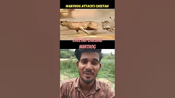 Cheetah Vs Warthogs Trending Animals Wildlife Viral Sortvideo 