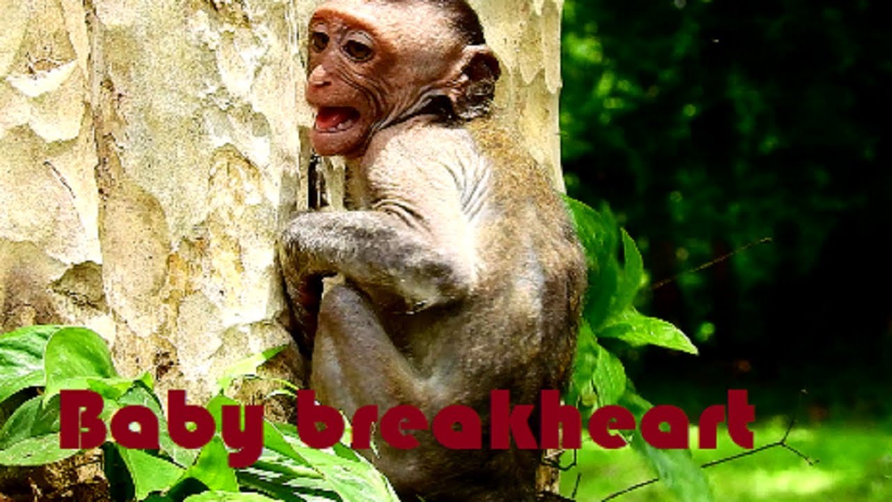 break-heart Julina !!! Baby screaming loudly until convulsive, Why mum give milk baby?