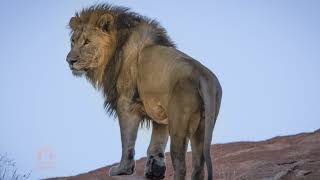 lion's den ambient sound, feel close to lions screenshot 5