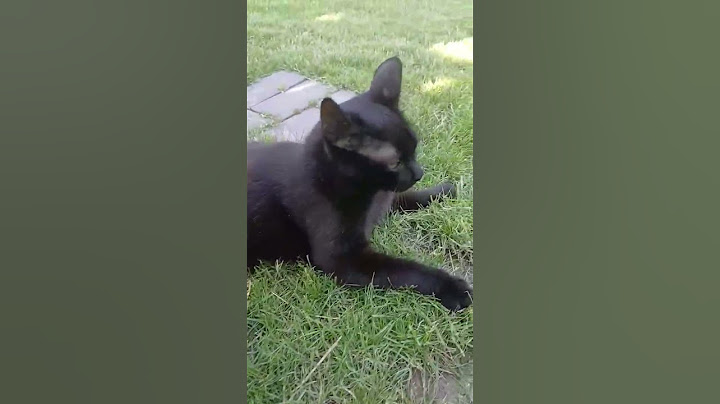 Ezért imádják a Fekete Cicákat! 🖤😻