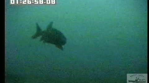 Spawning Lake Trout Agregations at Lake Michigan