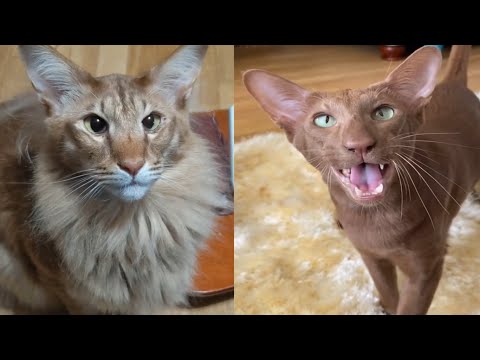 Video: Oriental Shorthair Pişik Hipoallergenik, Sağlamlıq Və Ömür