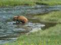 Baby Bison