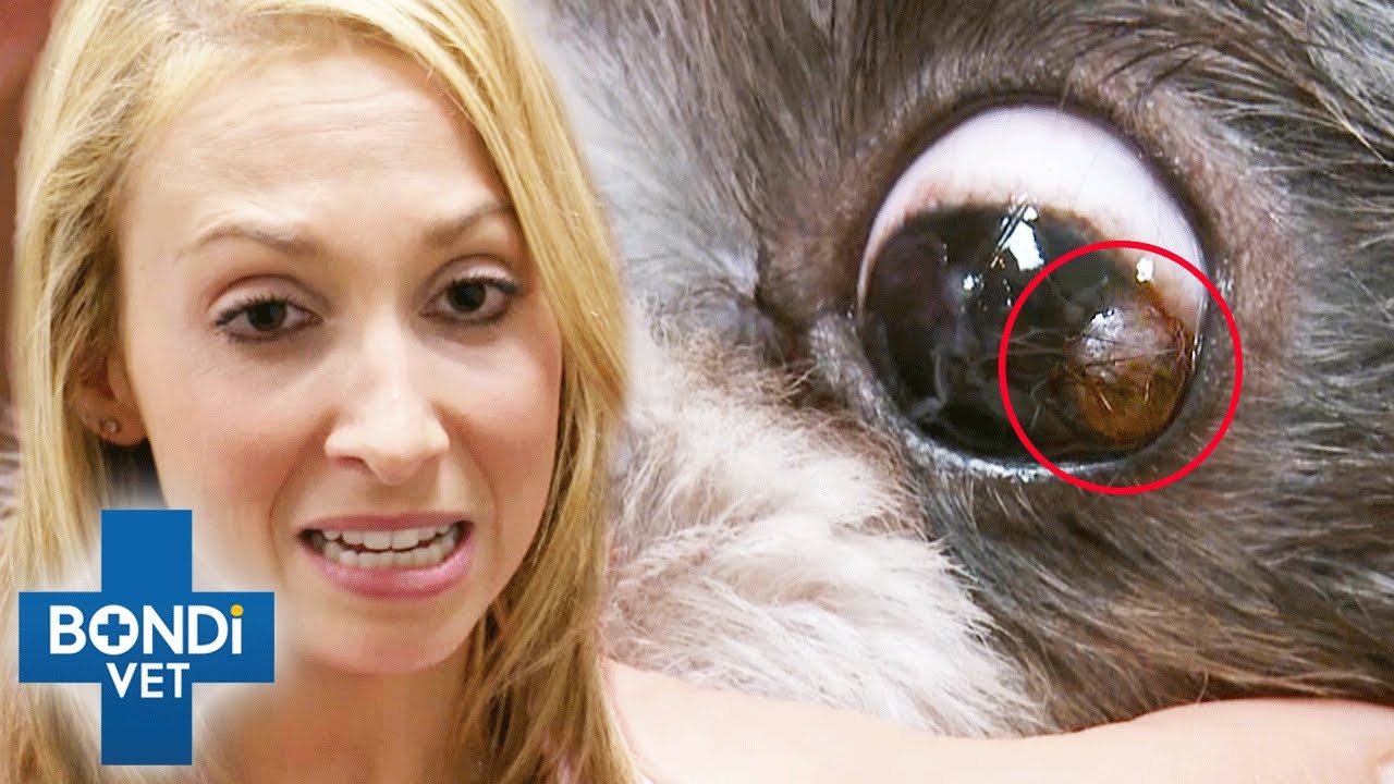 A Cyst Is Growing Out Dogs Eye 😱 Bondi Vet Clips Bondi Vet Youtube