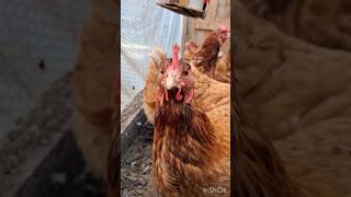 L’élevage des poulets #chicken #elevage #animals #farming #breeding #agriculture #poulet #system