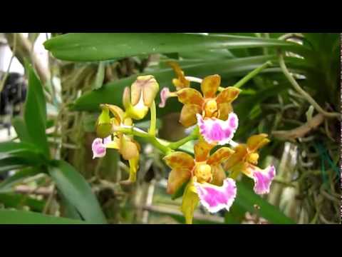 Lan giáng Hương quạt (Aerides flabellata) | Foci
