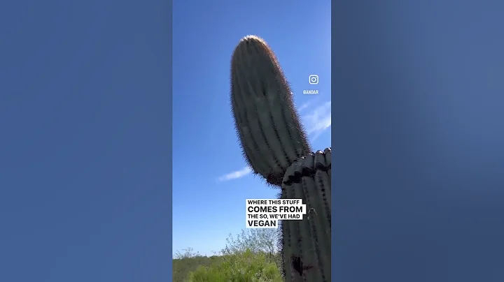 Check out this beautiful vegan alternative; Cactus Leather! #shorts #vegan