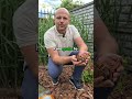 Jaką korę ogrodową wybrać na wyłożenie swojej rabaty? Drobną, średnią czy grubą? 🌿