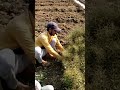 Chirayta Kalmet Ki Harvesting 