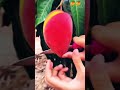 Akkar Chakkar 😍...//mango 🥭😋 #ytshorts #trending #viral #fruit #shorts