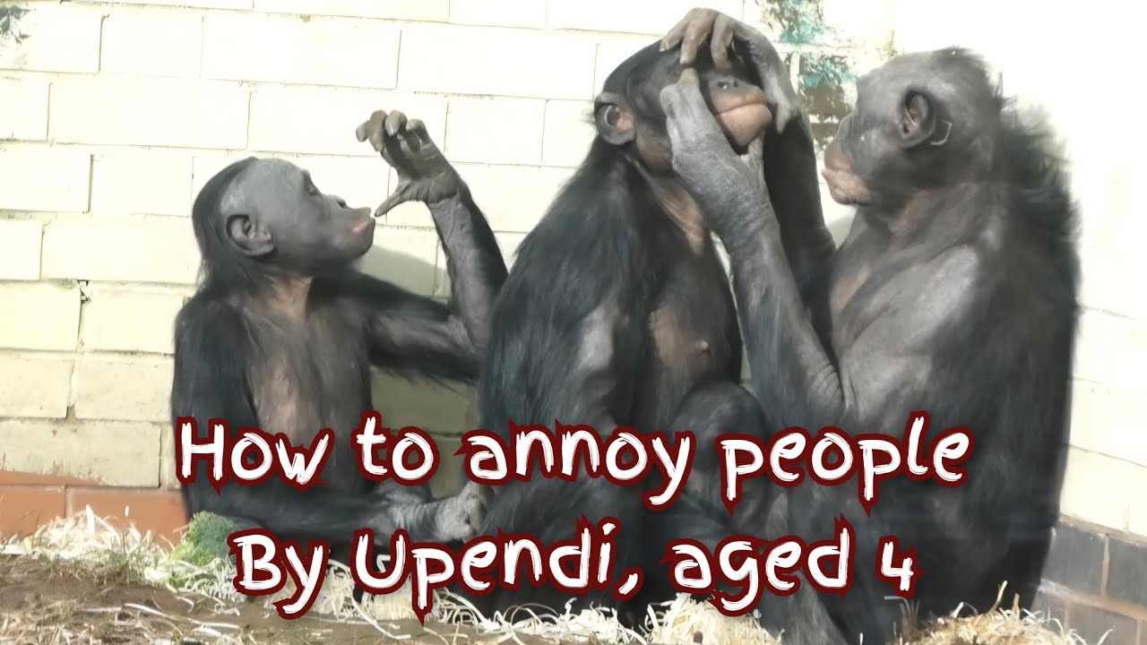 Bonobo Upendi gives a Masterclass