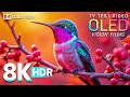 Breathtaking Ultra Clarity | 8K HDR 120fps Dolby Vision For 4K/8K OLED/QLED TV
