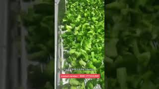 #shorts #frozen #food #broccoli #Frozen broccoli manufacture,vegetables process.#madeinchina #vegeta