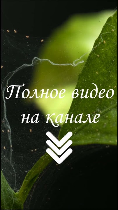 Паутинный клещ на рассаде. Как бороться? #сад #огород #дача # ...
